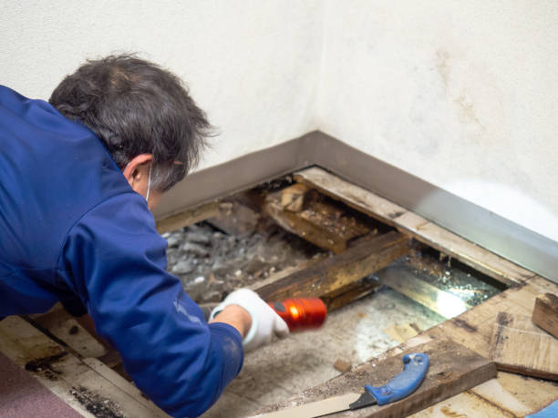 Home Mold Removal in Easton, PA