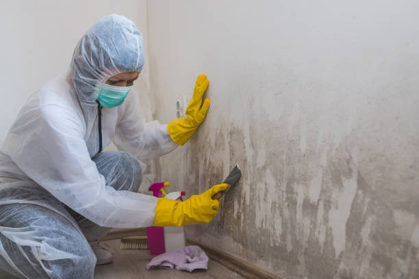 Best Office Mold Removal Services  in Easton, PA