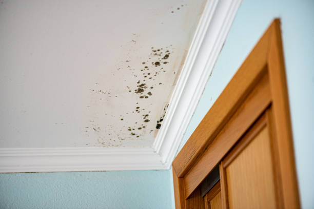 Best Home Mold Removal  in Easton, PA