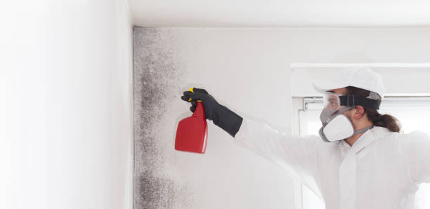 Mold Testing and Removal in Easton, PA