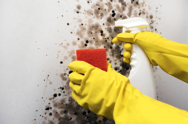 Best Mold Testing and Removal  in Easton, PA