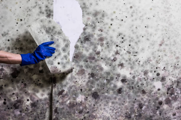 Best Professional Mold Removal  in Easton, PA