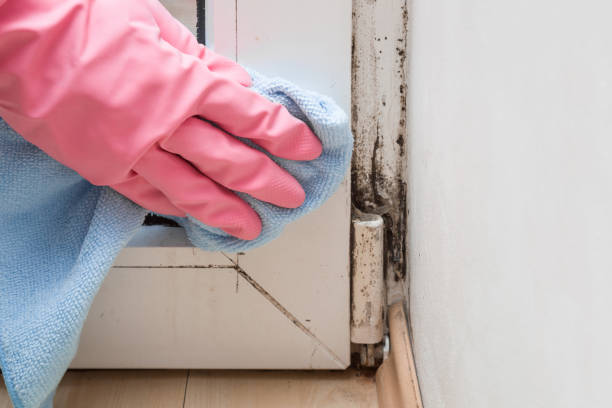 Best Commercial Mold Removal  in Easton, PA